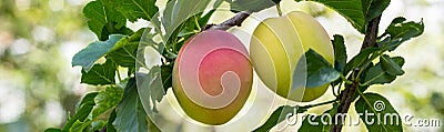 banner of Fruits of a mature purple plum on a tree branch in a garden close-up Stock Photo