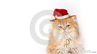 Banner with funny Christmas cat in Christmas red Santa hat on white background. card with Little serious and sad furry Stock Photo