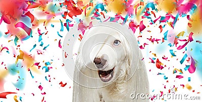 BANNER FUNNY ROCKY DOG WEARING A WHITE WIG FOR CARNIVAL OR NEW YEAR PARTY. ISOLATED ON WHITE BACKGROUND WITH COLORFUL CONFETTI Stock Photo