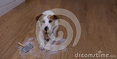 BANNER FURRY JACK RUSSELL DOG, ANNUAL SHEDDING HAIR DURING MOLT SEASON, AFTER ITS OWNER BRUSHED OR GROOMING WITH A RASKET Stock Photo