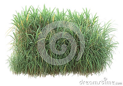 Banner grass field for composition Cartoon Illustration