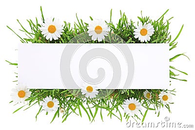 Banner with grass and flowers Stock Photo