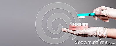 Banner with hands in gloves with toothbrush and jaw model. Professional tooth whitening. Dentist showing dental cleaning Stock Photo