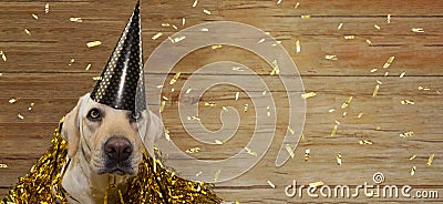 BANNER HAPPY DOG CELEBRATING BIRTHDAY, NEW YEAR OR ANNIVERSARY PARTY AGAINST WOODEN BACKGROUND WITH GOLDEN Stock Photo
