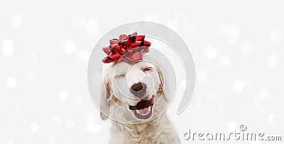 Banner happy dog present for christmas, birthday or anniversary, wearing a red ribbon on head. isolated against white background Stock Photo