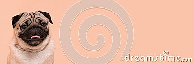 Banner of Happy Dog smile on peach or cream color background Stock Photo