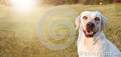 BANNER HAPPY LABRADOR DOGS RETRIEVER SITTING IN THE GRASS ON SUMMER SUNSET LIGHT Stock Photo