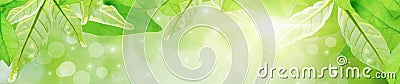 Banner and header horizontal panoramic-close up green leaf blurred background,fresh nature view beautiful,with sunlight and bokeh Stock Photo