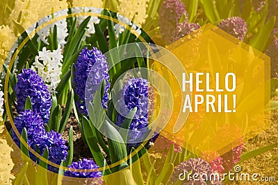 Banner hello april. Hi spring. Hello April. Welcome card We are waiting for the new spring month. The second month of spring Stock Photo