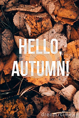 Banner hello autumn . A new season. Welcome card. September, October, November. Autumn leaves. Stock Photo