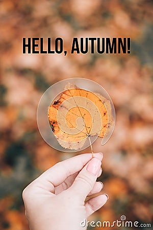 Banner hello autumn . A new season. Welcome card. September, October, November. Autumn leaves. Stock Photo
