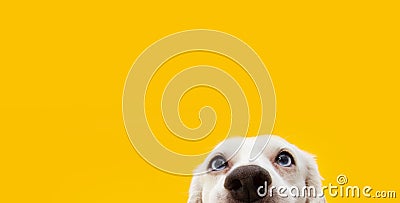 Banner hide funny surprised dog puppy isolated on yellow background Stock Photo