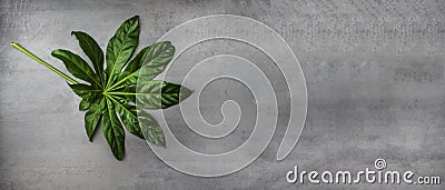 Banner of Leaf pattern. Popular plant in interior design, Green tropical leaves on gray concrete background. Summer concept. Flat Stock Photo