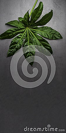 Banner of Leaf pattern. Popular plant in interior design, Green tropical leaves on gray concrete background. Summer concept. Flat Stock Photo