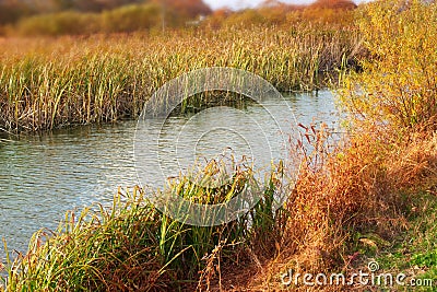 Banner natural autumn landscape river Bank dry grass reeds water nature Selective focus blurred background Stock Photo