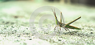 BANNER Nature beauty real photo MACRO close Cone-headed eastern long grasshopper Acrida ungarica, locust Insects weird Stock Photo