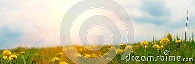 Banner 3:1. Panorama field with yellow dandelions against blue sky and sun beams. Spring background. Soft focus Stock Photo