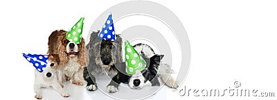 BANNER PET PARTY CELEBRATION. FUNNY GROUP OF FOUR DOGS WEARING POLKA DOT HAT DOR NEW YEAR, BIRTHDAY OR NEW YEAR. ISOLATED ON WHITE Stock Photo