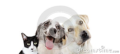 Banner pets. Labrador retriever thinking and tinting head side, little cat and happy border collie. Isolated on white background Stock Photo