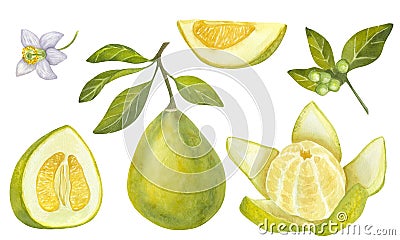 Banner Pomelo citrus set. Fresh yellow green fruit. Thick peel and juicy pulp, branches with leaves and flower. Hand Cartoon Illustration