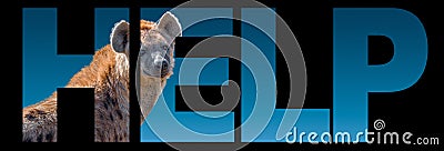 Banner with portrait of African wildlife, huge spotted hyena at blue gradient background with bold text help, closeup, details Stock Photo