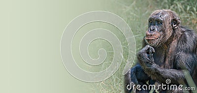 Banner with portrait of curious wondered adult Chimpanzee in tall green grass at smooth gradient background with copy space for Stock Photo