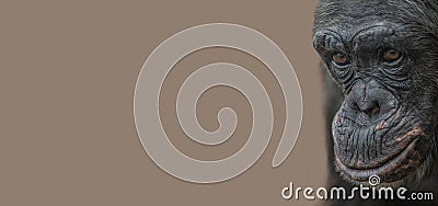 Banner with a portrait of depressed and tired old Chimpanzee at solid background with copy space. Concept animal diversity, care Stock Photo