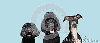 Banner portrait three black dogs. Isolated on blue colored background Stock Photo