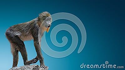 Banner with portrait of young colorful and curious African mandrill at smooth gradient blue background with copy space, closeup, Stock Photo