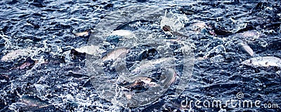 Banner rainbow trout goes on spawning in river of fish farm Stock Photo