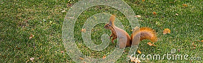 Banner with red tree squirell on green lawn Stock Photo