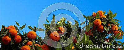 Banner of ripe mandarins with green leaves in front of a clear blue sky. Ripe fruits of mandarin - citrus Stock Photo