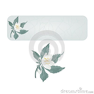 Banner spring flower jasmine cracks vintage vector Vector Illustration