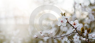 BANNER SPRING PLUM FLOWER BACKGROUNDS. WHITE BLOSSOM ON NATURAL DEFOCUSED BLURRED BACKGROUND Stock Photo