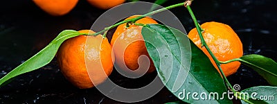 Banner of Tangerines background. Delicious and beautiful Citrus Stock Photo