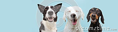 Banner three happy dogs smiling on colored blue backgorund with closed eyes and smile expression Stock Photo