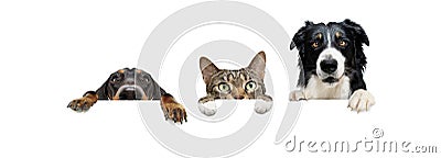 Banner three pets. border collie and dachshund dogs and cat, hanging its paws in a blank. Isolated on white background Stock Photo