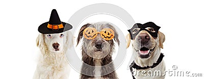 Banner three puppy dogs celebrating halloween wearing pumpkin orange glasses, hero and witch costume. Isolated on white background Stock Photo