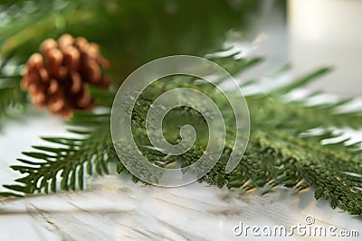 Banner with thuja branch and pine cone. Poster for natural cosmetics Stock Photo