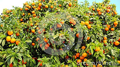 Banner of tree oranges or mandarins where there are a lot of leaves and a lot of fruit. Many fruits Stock Photo