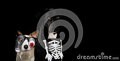 BANNER OF TWO DOGS DRESSED WITH A HALLOWEEN SKULL COSTUME AND RE Stock Photo