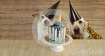 BANNER TWO HAPPY DOGS CELEBRATING BIRTHDAY OR ANNIVERSARY PARTY WITH A CAKE AGAINST WOODEN BACKGROUND Stock Photo