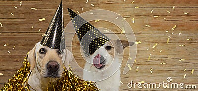 BANNER TWO HAPPY DOGS CELEBRATING BIRTHDAY, NEW YEAR OR ANNIVERSARY PARTY AGAINST WOODEN BACKGROUND WITH GOLDEN CONFETTI FALLING Stock Photo