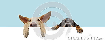 Banner two hide puppies dogs with big ears and paws hanging in a blank in a row. Isolated on blue colored background Stock Photo