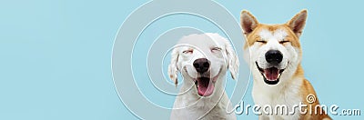 Banner two smiling dogs with happy expression. and closed eyes. Isolated on blue colored background Stock Photo