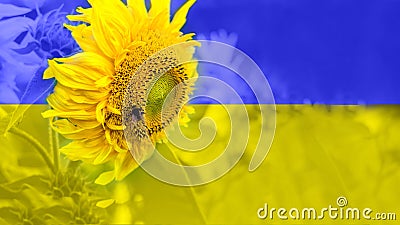 . Sunflower with a bee. The concept of solidarity and peace in Ukraine. The sunflower is a symbol of Ukraine Stock Photo