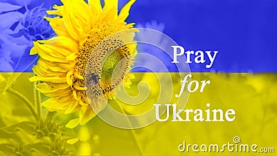 . Sunflower with a bee. The concept of solidarity and peace in Ukraine. The sunflower is a symbol of Ukraine Stock Photo