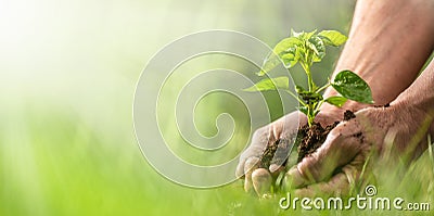 Banner view of sustainability expressed by green environment and seedlings in hands Stock Photo