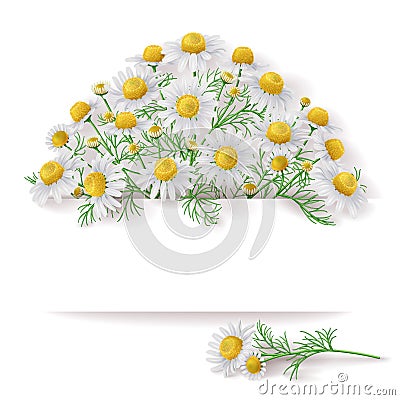 Banner with Wild Chamomile Bunch. Vector Illustration