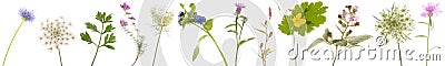 Banner wild flowers Stock Photo